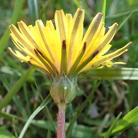 Taraxacum ciliare \ Gewimperter Sumpf-Lwenzahn / Ciliate Marsh Dandelion, D Konstanz 24.4.2018