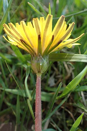 Taraxacum ciliare \ Gewimperter Sumpf-Lwenzahn / Ciliate Marsh Dandelion, D Konstanz 24.4.2018