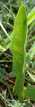 Taraxacum ciliare \ Gewimperter Sumpf-Lwenzahn / Ciliate Marsh Dandelion, D Konstanz 24.4.2018