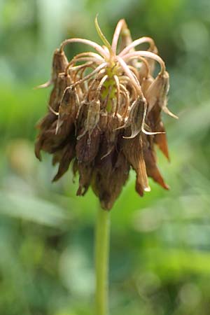 Trifolium repens \ Wei-Klee, Weiklee / White Clover, D Bochum 21.8.2022