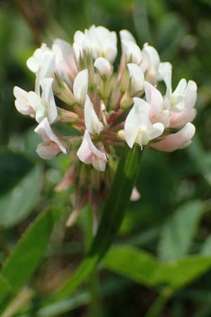 Trifolium repens \ Wei-Klee, Weiklee / White Clover, D Bochum 21.8.2022