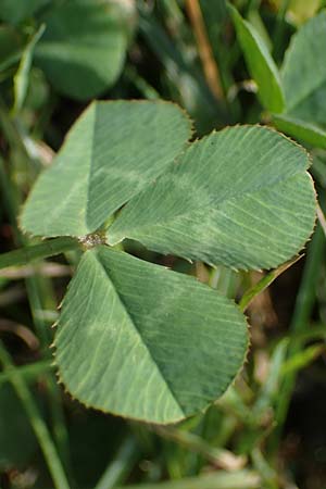 Trifolium repens \ Wei-Klee, Weiklee / White Clover, D Bochum 21.8.2022
