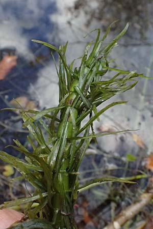 Hippuris vulgaris \ Tannenwedel / Mare's Tail, D Weisweil 30.10.2025