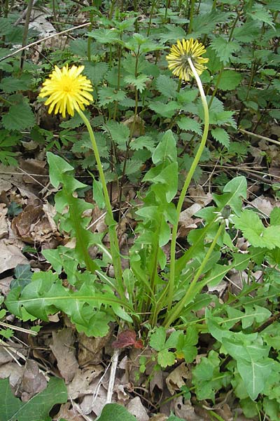 Taraxacum laticordatum ? \ Breitherzfrmiger Lwenzahn / Wide Heart-Shaped Dandelion, D Rheinhessen, Wendelsheim 29.4.2010