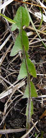 Taraxacum oblongatum ? \ Rundlappiger L�wenzahn / Oblong-Leaved Dandelion, D Offenbach am Main 2.5.2015