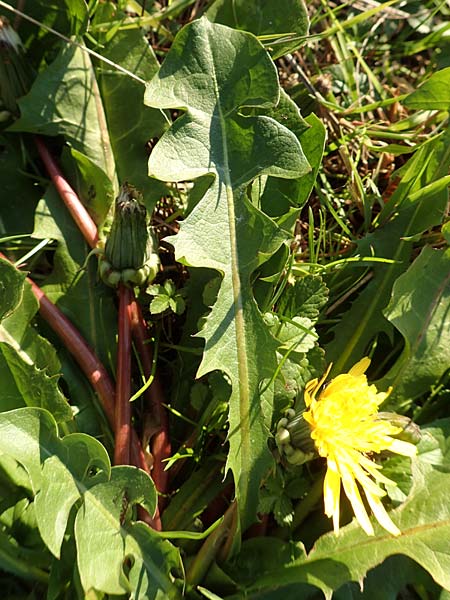Taraxacum spec3 ? \ L�wenzahn, D Sachsen, Rathen an der Elbe 2.11.2015
