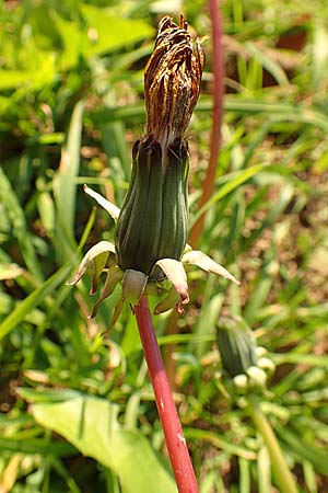 Taraxacum spec3 ? \ L�wenzahn, D Sachsen, Rathen an der Elbe 2.11.2015