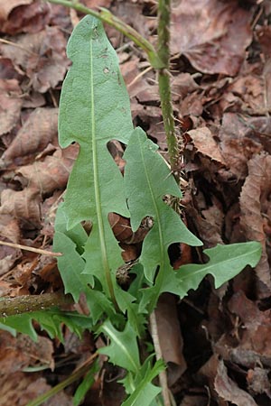 Taraxacum floccosum ? \ Lilahlliger Lwenzahn, D Mannheim 12.11.2015