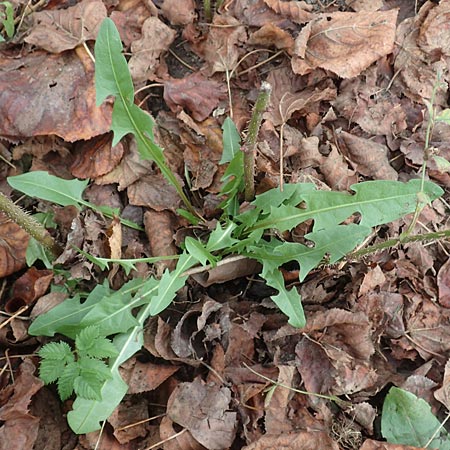 Taraxacum floccosum ? \ Lilahlliger Lwenzahn, D Mannheim 12.11.2015
