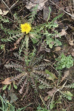 Taraxacum amplum ? \ Prchtiger Lwenzahn, D Deidesheim 21.2.2016