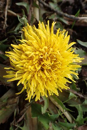 Taraxacum amplum ? \ Prchtiger Lwenzahn, D Deidesheim 21.2.2016