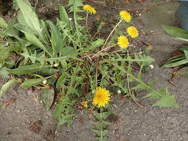 Taraxacum sect. Ruderalia \ Gewhnlicher Lwenzahn, Kuhblume / Dandelion, D Mannheim 18.4.2016