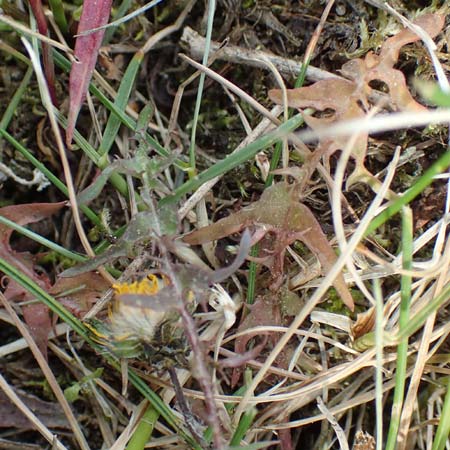 Taraxacum tortilobum \ Gedrehtlappiger Lwenzahn / Twisted-Lobed Dandelion, D Viernheim 9.5.2016