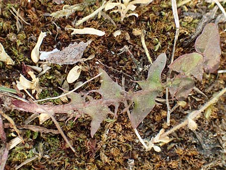 Taraxacum tortilobum \ Gedrehtlappiger Lwenzahn / Twisted-Lobed Dandelion, D Viernheim 9.5.2016