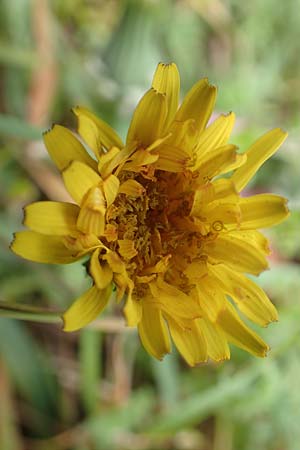 Taraxacum tortilobum \ Gedrehtlappiger Lwenzahn / Twisted-Lobed Dandelion, D Kleinwallstadt am Main 8.4.2017