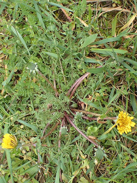 Taraxacum tortilobum \ Gedrehtlappiger Lwenzahn / Twisted-Lobed Dandelion, D Kleinwallstadt am Main 8.4.2017