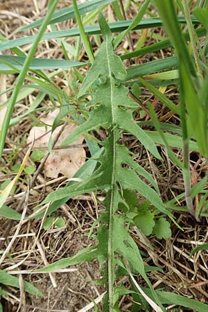 Taraxacum sect. Ruderalia \ Gewhnlicher Lwenzahn, Kuhblume / Dandelion, D Kleinwallstadt am Main 8.4.2017