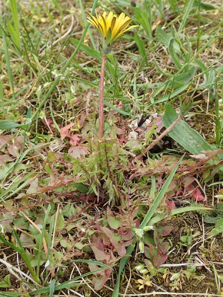 Taraxacum tortilobum \ Gedrehtlappiger Lwenzahn / Twisted-Lobed Dandelion, D Kleinwallstadt am Main 8.4.2017
