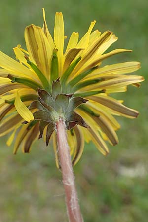 Taraxacum tortilobum \ Gedrehtlappiger Lwenzahn / Twisted-Lobed Dandelion, D Kleinwallstadt am Main 8.4.2017