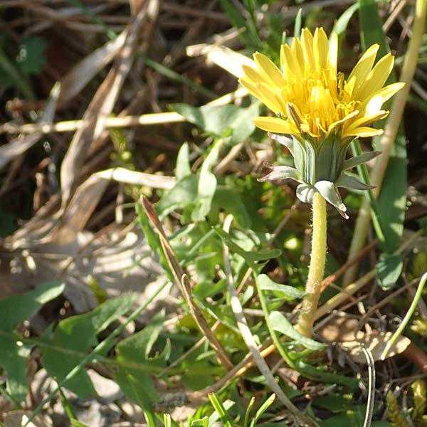 Taraxacum lacistophyllum \ Geschlitztblttriger Lwenzahn, D Werbach 8.4.2017