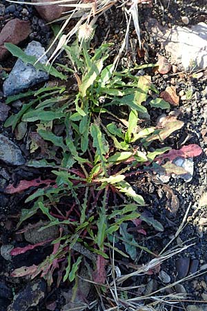 Taraxacum sect. Ruderalia \ Gewhnlicher Lwenzahn, Kuhblume / Dandelion, D Weinheim an der Bergstraße 14.10.2017