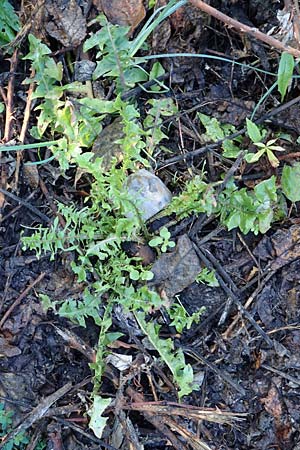 Taraxacum sect. Ruderalia \ Gewhnlicher Lwenzahn, Kuhblume / Dandelion, D Weinheim an der Bergstraße 14.10.2017