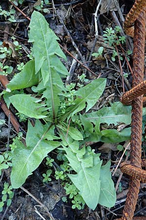Taraxacum sect. Ruderalia \ Gewhnlicher Lwenzahn, Kuhblume / Dandelion, D Weinheim an der Bergstraße 14.10.2017