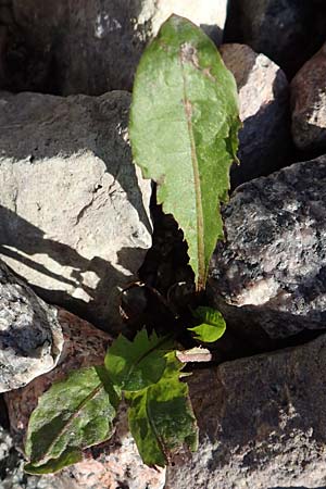 Taraxacum sect. Ruderalia \ Gewhnlicher Lwenzahn, Kuhblume / Dandelion, D Weinheim an der Bergstraße 14.10.2017