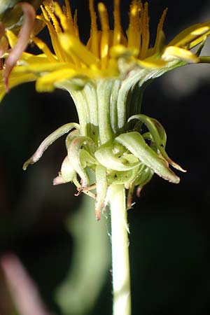 Taraxacum sect. Ruderalia \ Gewhnlicher Lwenzahn, Kuhblume / Dandelion, D Weinheim an der Bergstraße 14.10.2017