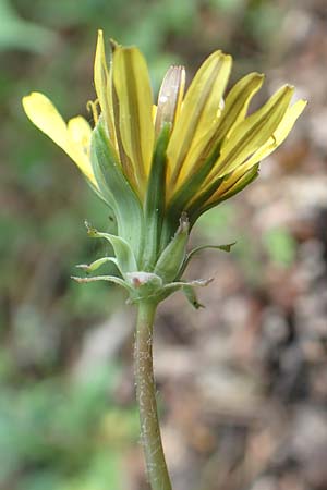 Taraxacum sect. Erythrosperma ? \ Schwielen-Lwenzahn, Heide-Lwenzahn / Lesser Dandelion, D Mannheim 23.4.2018