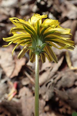 Taraxacum tortilobum \ Gedrehtlappiger Lwenzahn / Twisted-Lobed Dandelion, D Mannheim 23.4.2018
