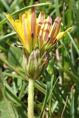 Taraxacum hollandicum \ Hollndischer Sumpf-Lwenzahn / Dutch Marsh Dandelion, D Konstanz 24.4.2018