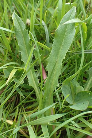 Taraxacum hollandicum \ Hollndischer Sumpf-Lwenzahn / Dutch Marsh Dandelion, D Schwaigen-Hinterbraunau 2.5.2019