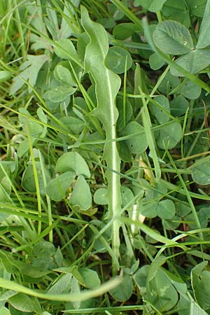 Taraxacum hollandicum \ Hollndischer Sumpf-Lwenzahn / Dutch Marsh Dandelion, D Schwaigen-Hinterbraunau 2.5.2019