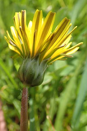 Taraxacum hollandicum \ Hollndischer Sumpf-Lwenzahn / Dutch Marsh Dandelion, D Schwaigen-Hinterbraunau 2.5.2019