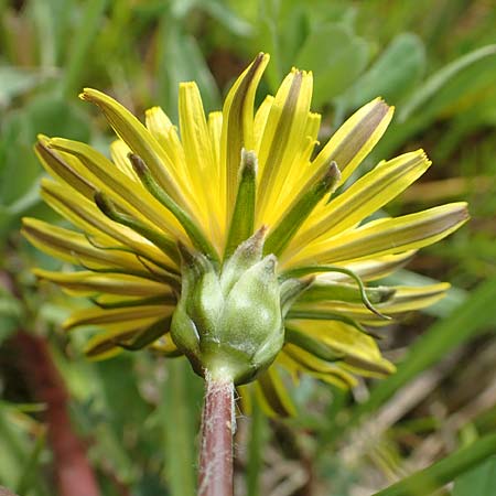 Taraxacum hollandicum \ Hollndischer Sumpf-Lwenzahn / Dutch Marsh Dandelion, D Schwaigen-Hinterbraunau 2.5.2019