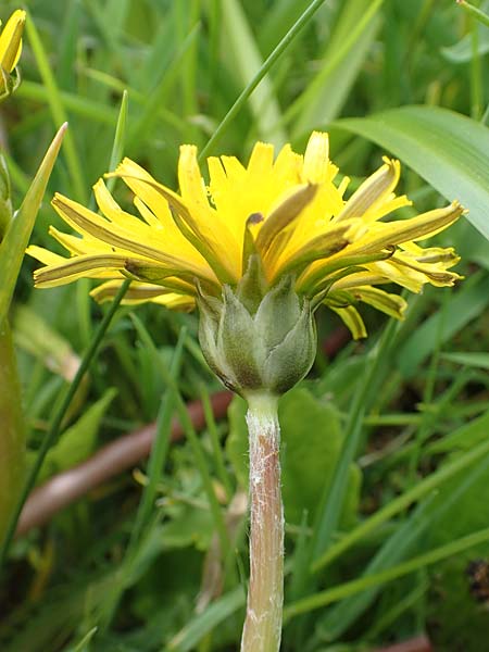 Taraxacum hollandicum \ Hollndischer Sumpf-Lwenzahn / Dutch Marsh Dandelion, D Schwaigen-Hinterbraunau 2.5.2019