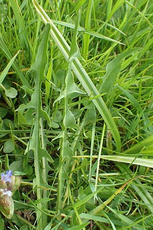 Taraxacum hollandicum \ Hollndischer Sumpf-Lwenzahn / Dutch Marsh Dandelion, D Schwaigen-Hinterbraunau 2.5.2019