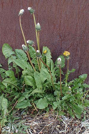 Taraxacum sect. ruderalia, Gewöhnlicher Lwenzahn, Kuhblume