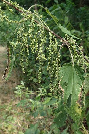 Urtica dioica subsp. galeopsifolia \ Hohlzahn-Brenn-Nessel / Fen Nettle, D Neulußheim 7.7.2018