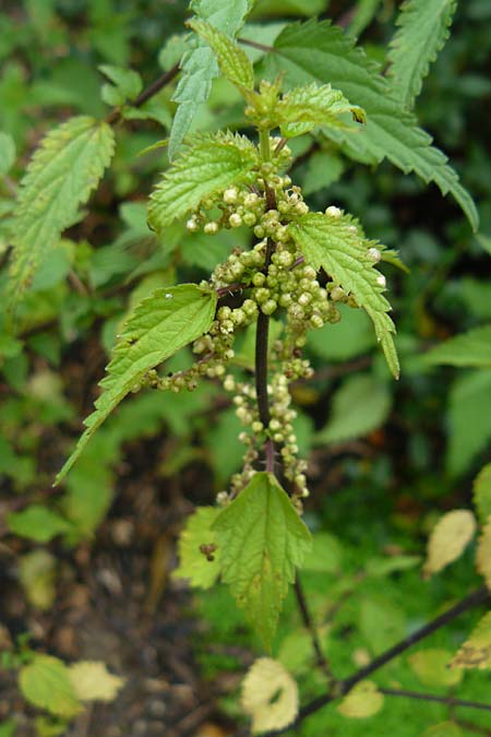 Urtica kioviensis \ Rhricht-Brenn-Nessel, Ukrainische Brenn-Nessel / Kievan Nettle, D Botan. Gar.  Universit.  Mainz 13.9.2008