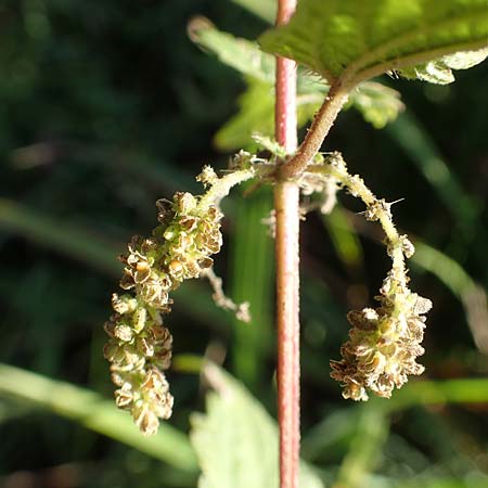 Urtica kioviensis \ Rhricht-Brenn-Nessel, Ukrainische Brenn-Nessel / Kievan Nettle, D Berlin-Charlottenburg 30.10.2017