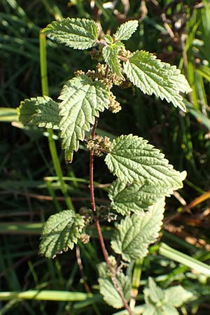 Urtica kioviensis \ Rhricht-Brenn-Nessel, Ukrainische Brenn-Nessel / Kievan Nettle, D Berlin-Charlottenburg 30.10.2017