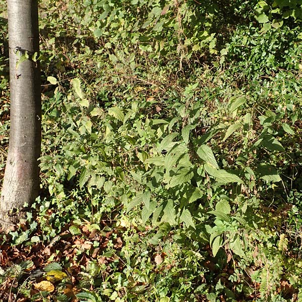 Urtica kioviensis \ Rhricht-Brenn-Nessel, Ukrainische Brenn-Nessel / Kievan Nettle, D Berlin-Charlottenburg 30.10.2017