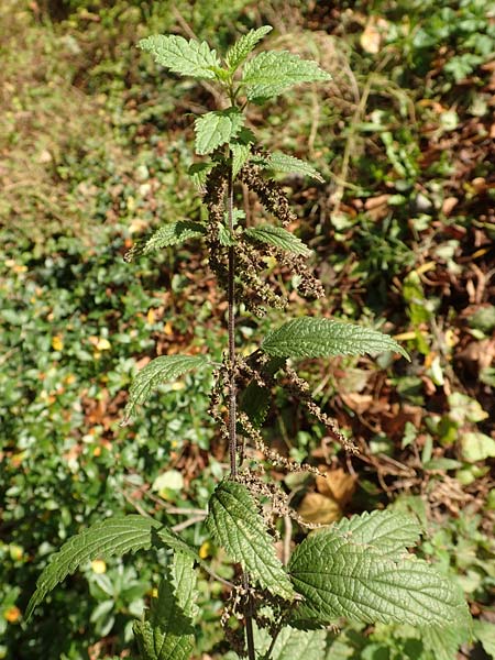 Urtica kioviensis \ Rhricht-Brenn-Nessel, Ukrainische Brenn-Nessel / Kievan Nettle, D Berlin-Charlottenburg 30.10.2017