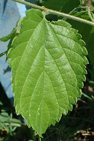 Celtis australis \ Europischer Zrgelbaum, Sdlicher Zrgelbaum / European Nettle Tree, D Mannheim 10.9.2023