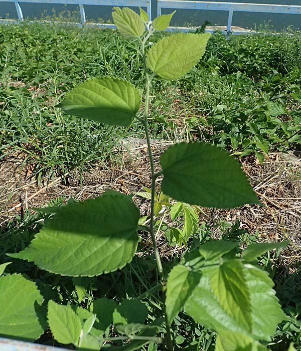 Celtis australis \ Europischer Zrgelbaum, Sdlicher Zrgelbaum / European Nettle Tree, D Mannheim 10.9.2023