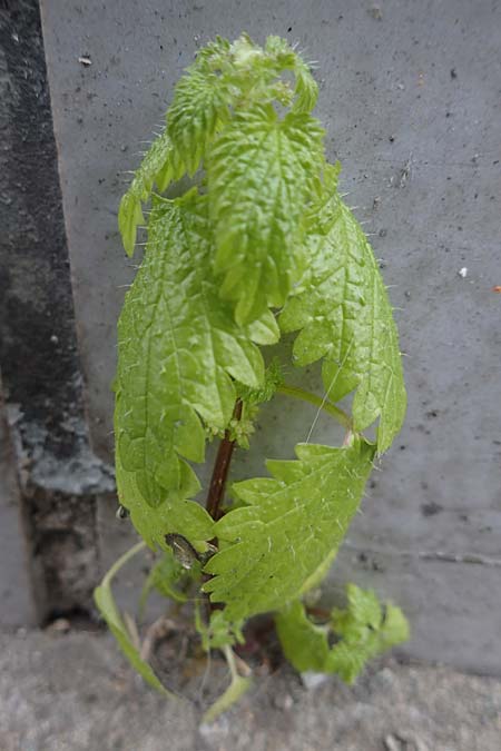 Urtica membranacea \ Geschwnzte Brenn-Nessel / Large-Leaved Nettle, D Ludwigshafen 4.3.2023