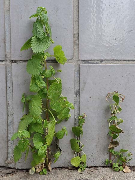 Urtica membranacea \ Geschwnzte Brenn-Nessel / Large-Leaved Nettle, D Ludwigshafen 4.3.2023