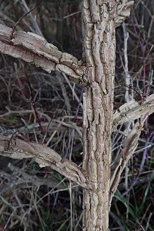 Ulmus minor \ Feld-Ulme / Small-Leaved Elm, D Br&uuml;hl bei/near Mannheim 1.2.2026